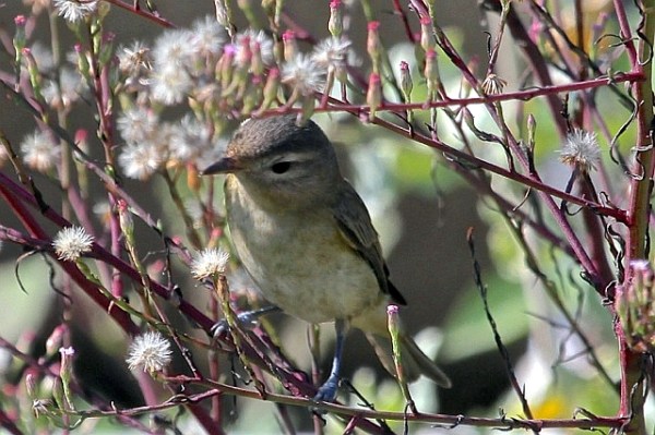 Warbling Vireo (J. Waterman 9/22/13)
