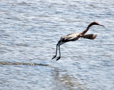 Reddish Egret - the dance of the hunt (A. Douglas 10/12/13)