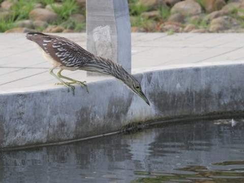 Black-crowned Night-Heron, longer than he usually looks (Randy Ehler 10/27/13)