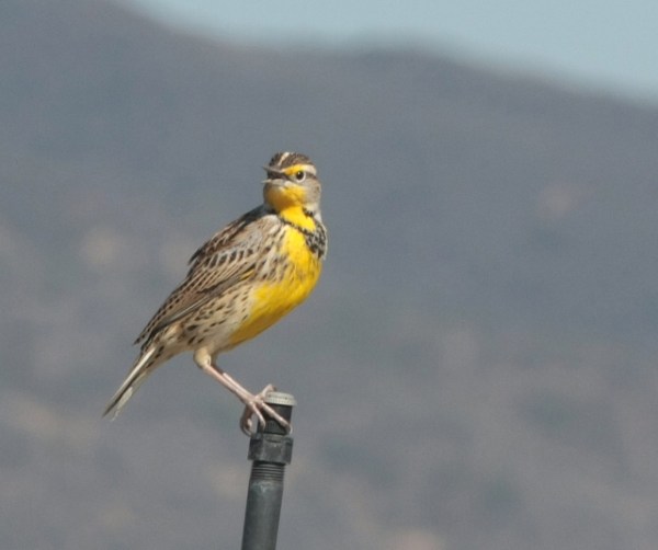Western Meadowlark - Six of these Autumn migrant visitors prowled the lagoon channel islands (Monica Minden 10/17/13)
