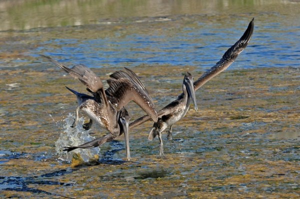 Brown Pelicans dive lagoon's west channel (J. Kenney 10/6/13)