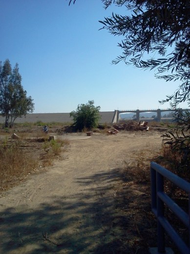 Where the large Eucalyptus used to be (L. Johnson 11/9/13)