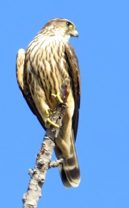 Merlin (T. Hinnebusch 11/9/13)