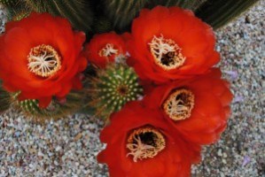 Pitzer plant id gallery