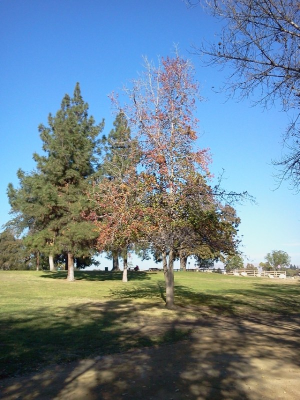 Sycamore in Fall (L. Johnson 11/9/13)