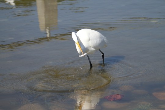 Got one! (Randy Ehler 11/24/13)