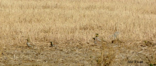 Horned Larks