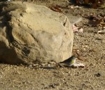 P1010018_Warbler YR + rock_L Johnson_122213_CrCR