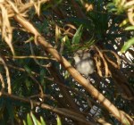 P1010025_Wren House_L Johnson_122213_CrR