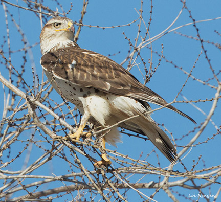 Ferruginous Hawk, Loi Nguyen