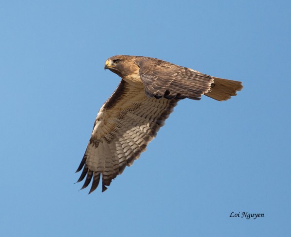 Red-tailed Hawk, Loi Nyugen