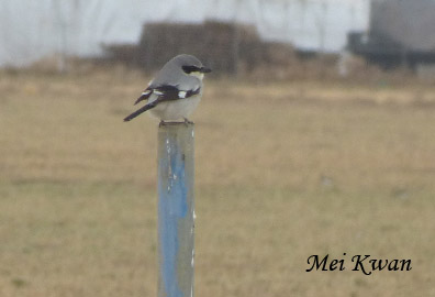 Loggerhead Shrike, Mei Kwan