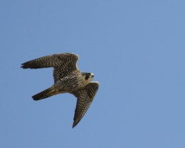 Peregrine Falcon (R. Ehler 2/23/14)