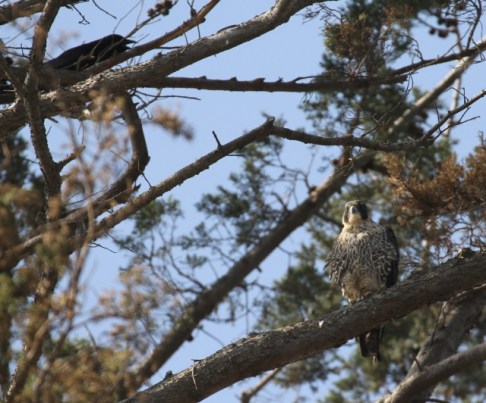 Peregrine Falcon & harassing crow (R. Ehler 2/23/14)