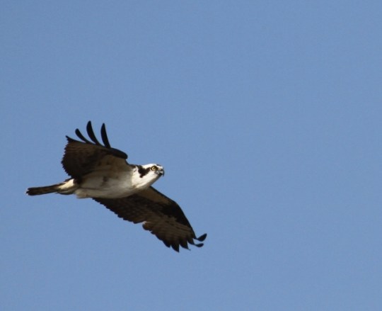 One of the two Ospreys (R. Ehler 2/23/14)
