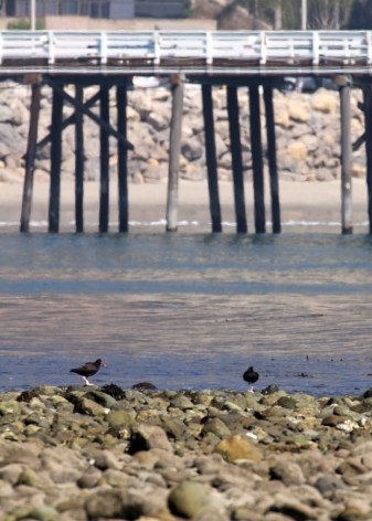Black Oystercatchers - Malibu Pier in background (R. Ehler 2/23/14)