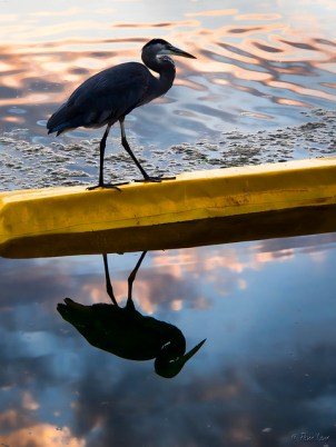 Great Blue Heron on turbidity curtain (Pam Lane - Flickr)