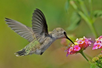 Anna's Hummingbird female (Jim Kenney 8/14/12)