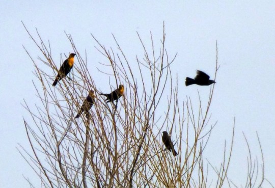 Yellow-headed Blackbirds (L. Johnson 2/15/14)