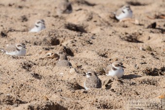 Snowy Plovers (Chuq Van Rospach - Flickr)