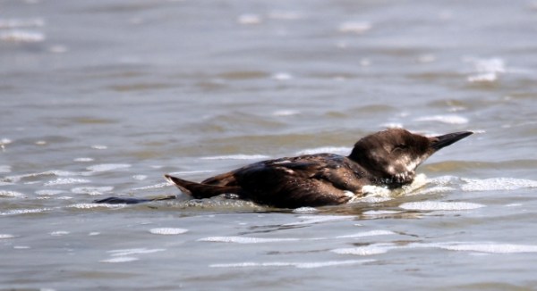 Common Murre swims just off Surfrider Beach (Bill Crowe 3/6/14)
