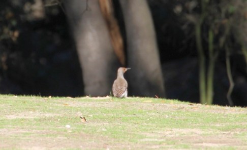 Northern Flicker hunting invertebrates on the ground (R. Ehler 3/8/14)