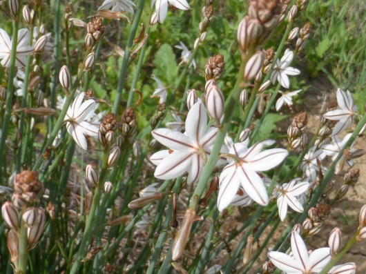 The mystery onion (A. Albaisa 4/12/14)