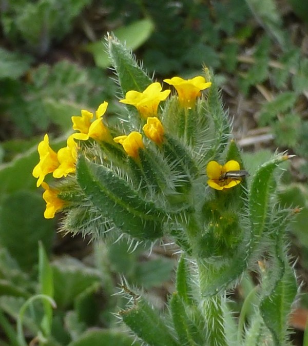 Common Fiddleneck (C. Almdale 4/12/14)