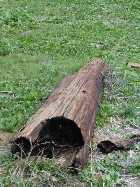 Burnt log (C. Almdale 4/12/14)