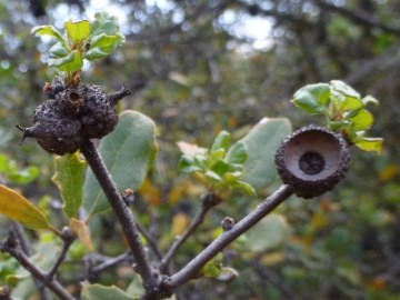 Acorn Caps (Chuck Almdale 4-12-14)