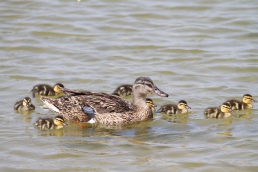 Despite the cries from "those of little faith," the lagoon's Mallards are doing quite well, thank you. (R. Ehler 5/25/14)