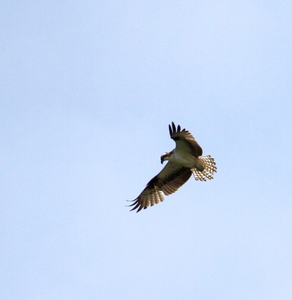 It's neither Kite nor Eagle, but an Osprey (R. Ehler 5/25/14)