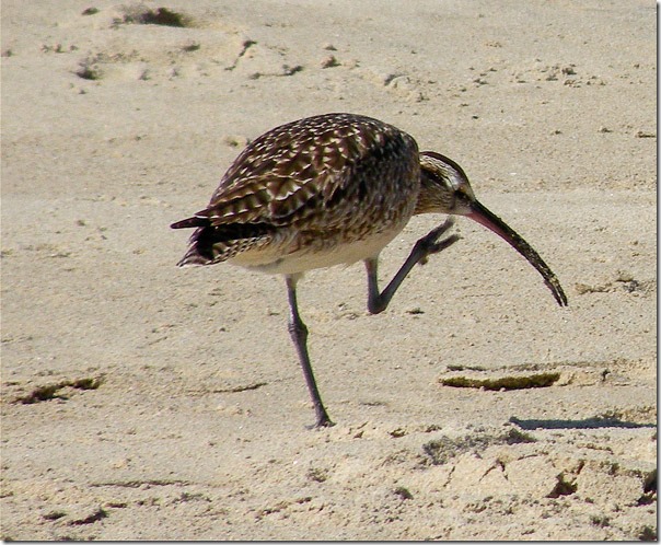 WhimbrelMalibu4 27 14_Laurel