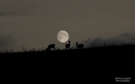 Irish harvest moon & deer (Anthony Lynch 9/19/13 from Space.com)