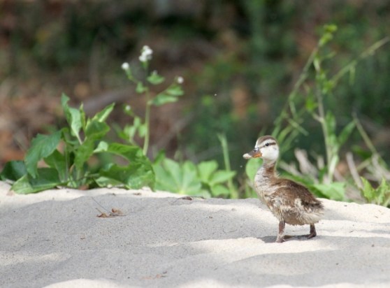 Mallard duckling (R. Ehler 6/22/14)
