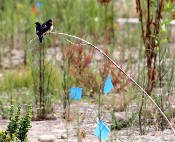 Young Barn Swallows prefer a perch that sways (R. Ehler 6/22/14)