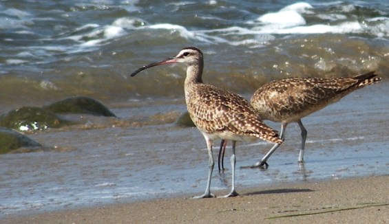 Two Whimbrels (Laurel Jones 6/22/14)