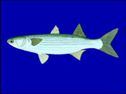 Striped Mullet (Wikipedia)