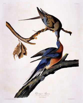 Passenger_Pigeon_(Columba_Migratoria) [By Toronto Public Library [CC-BY-SA-2.0 (http://creativecommons.org/licenses/by-sa/2.0)], via Wikimedia Commons]