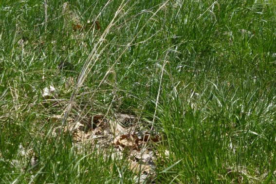 Taken at McGee Marsh, Ohio (L. Johnson 5-7-14)