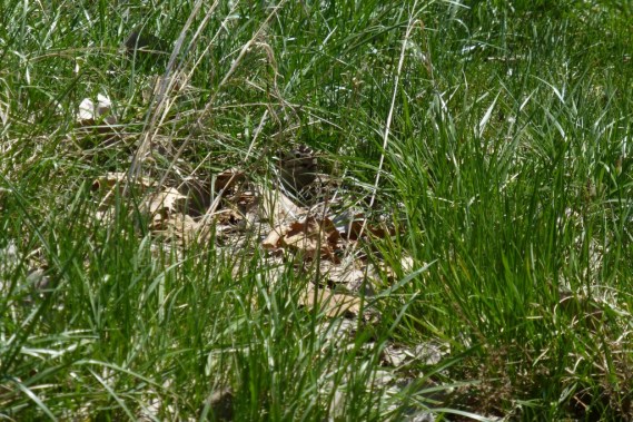 It's on a nest. McGee Marsh, Ohio (L. Johnson 5-7-14)