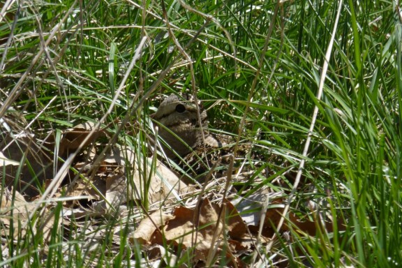 American Woodcock nesting next to the McGee Marsh parking lot in Ohio (L. Johnson 5-7-14)