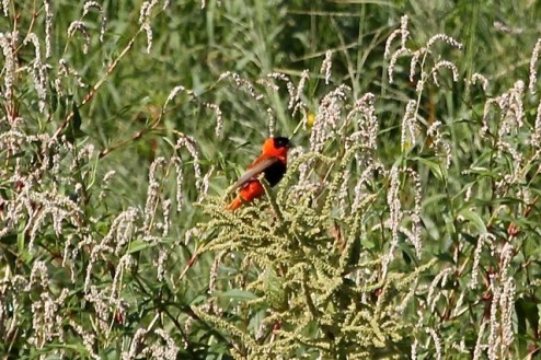 Orange Bishop at Willow St (J. Waterman 9/6/14)