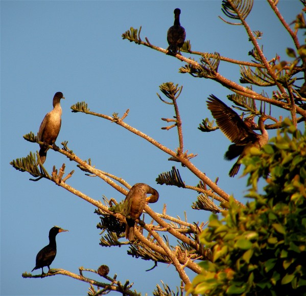 Cormorants