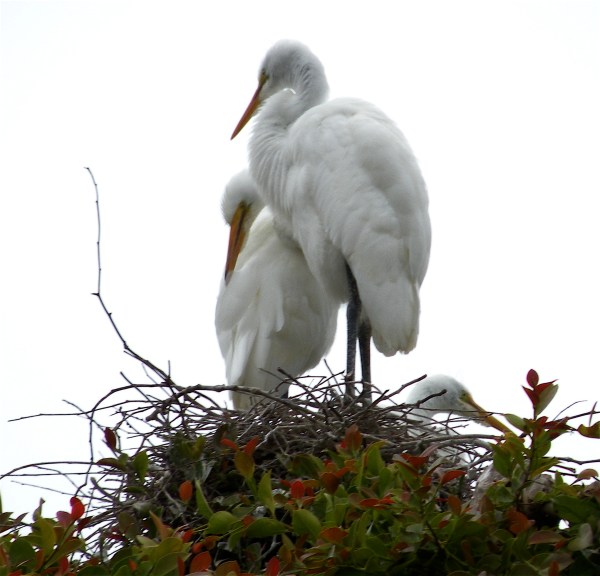 EgretChicks