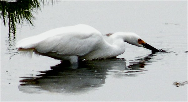 EgretForaging