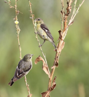 Lesser Goldfinches - breeding season is definitely over (R. Ehler 8/24/14)