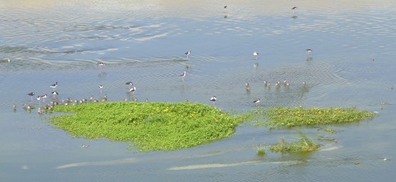 Birds & vegetation at Willow St. (C. Almdale 9/6/14)