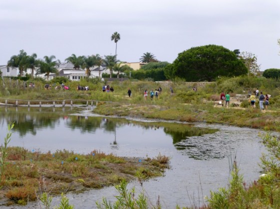 A line of pickers heads for the lagoon (L.Johnson 9/20/14)
