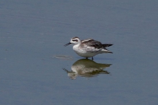 Red-Necked Phalarope at Alondra Blvd.  (J. Waterman 9/6/14)